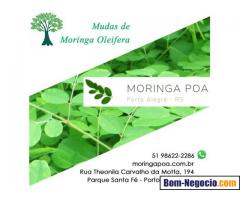 Moringa POA - Mudas de Moringa Oleifera - Porto Alegre - RS