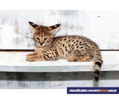 Vendo gatinhos F1, F2 Savannah e Serval, Caracal e gatinhos Ocelot