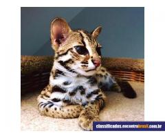 Gatos: Disponível F1, savana F2 e Serval, Caracal e gatinhos Ocelot